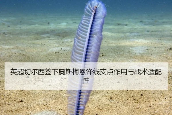 英超切尔西签下奥斯梅恩锋线支点作用与战术适配性